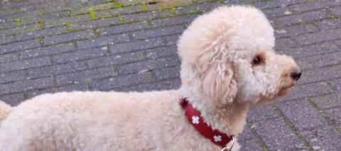 neues-altes Testgerät