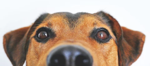 Zeigt her eure Vierbeiner, Samtpfoten und Fellnasen.