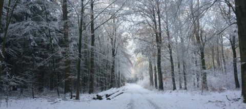 Community-Weihnachtszeit Tag 8