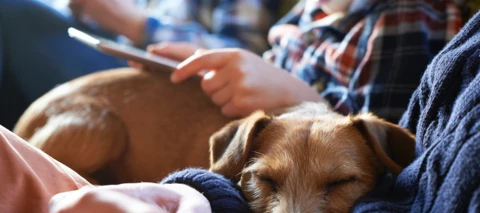 O₂ Vertragskündigung: Alle Infos zur Kündigung und Frist