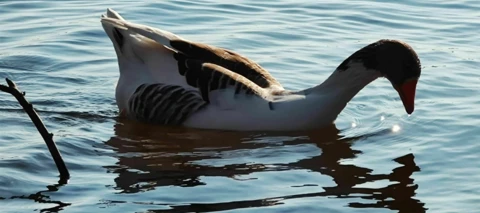 Das Motorola Edge 20 Pro war zu Besuch! 