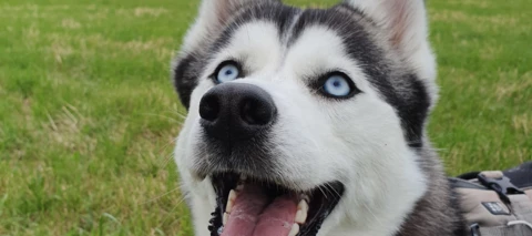 Samsung Galaxy S10 und Galaxy Watch Active im Kurztest