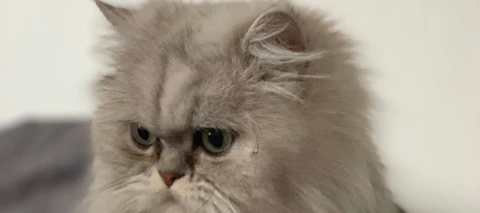 Essential Phone PH-1 Top Low Budged Gerät? Wie ich einen Fauxpas beseitigte...