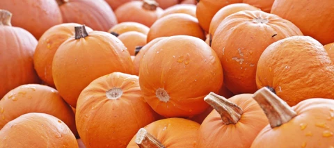 Wir suchen eure schönsten Kürbiskreationen!