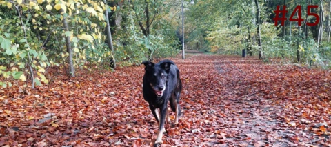 Community Wochenrückblick #45