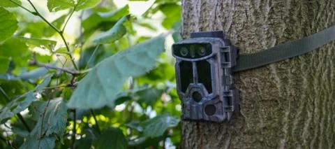 Teste die Braun Scouting Cam