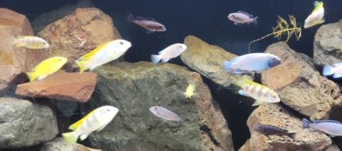 Testbericht Samsung Galaxy S20 FE 5G