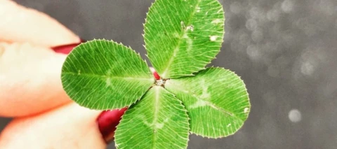 Ich bin glücklich, weil ...