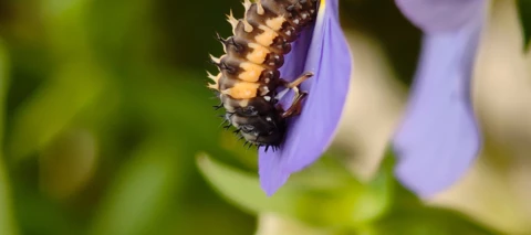 Neulich im Blumenkasten