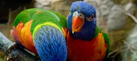 iPhone XR – ist weniger mehr?