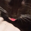 xBlackCatx