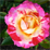 fsc_coob