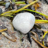 sapatina