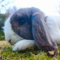 coco_