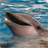Banana_DSL