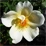 sunflower_sail