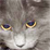 knaki