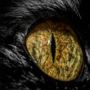 Morosus