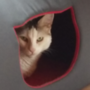 Brummchi