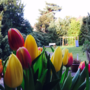 ferline