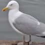 seemoewe