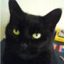kater-chen