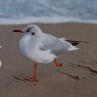 subshelltaurusnetant