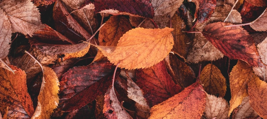 Are you ready for autumn?