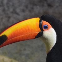 toucan