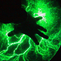 The Signal