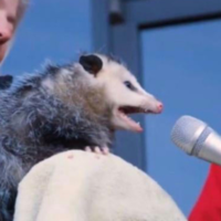 Not An Opossum