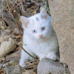 lili