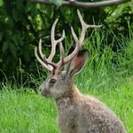 aracnoid149