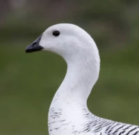 Auloedus