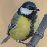 chirpy