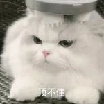 feixiao