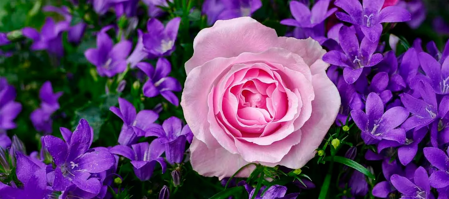 🌺 Hyvää äitienpäivää 🌺