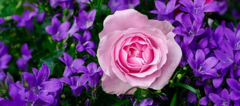 🌺 Hyvää äitienpäivää 🌺