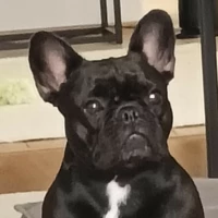 Satapuu