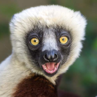 Sifaka