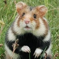 Korenwol