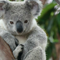 Queen of the Koalas